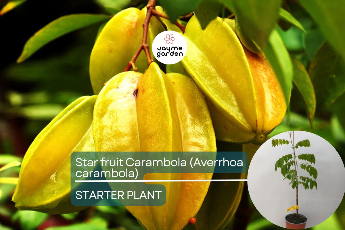 Starfruit Carambola Tree 12"-24" - Tropical Evergreen, Unique Star-Shaped Fruits, Averrhoa carambola, Exotic Culinary Fruit Tree