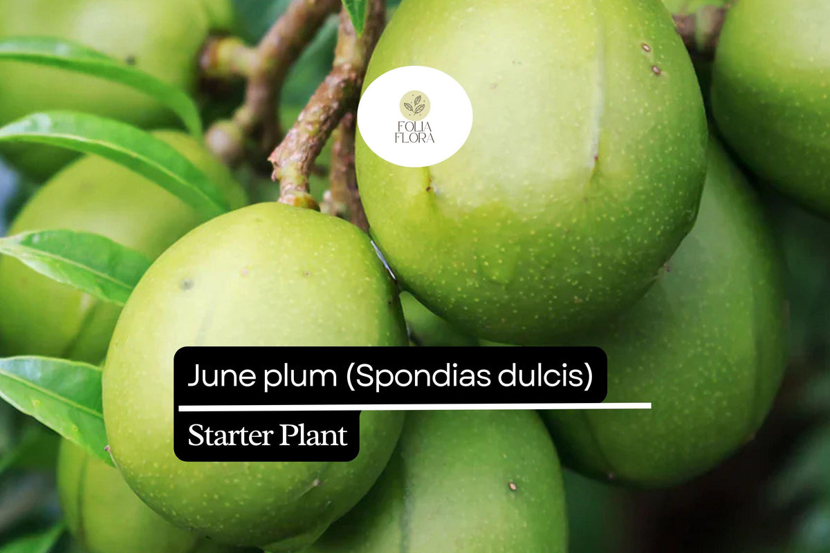 Live June Plum Starter Plant 3-4' Tall | Tropical Fruit Tree (Spondias dulcis) | Edible Golden-Yellow Fruits, Ornamental Foliage