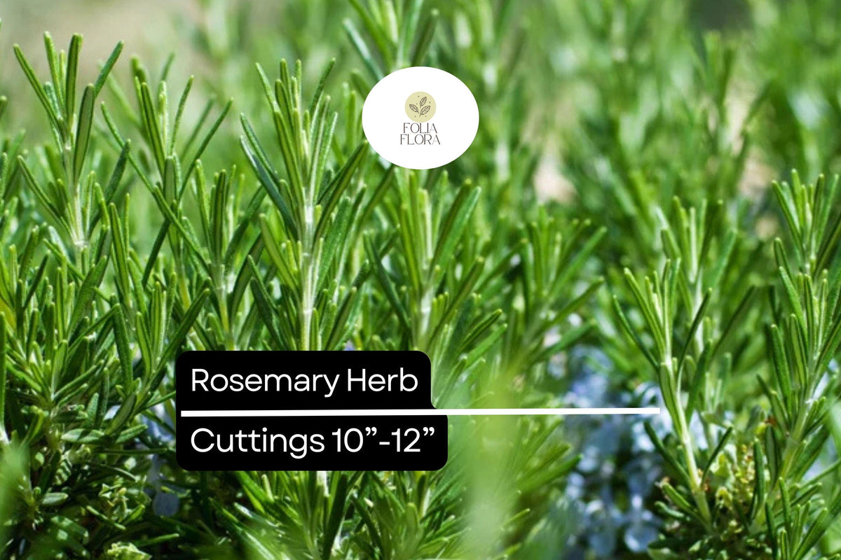 Organic Rosemary Cuttings 10-12” | Aromatic Culinary Herb | Rosmarinus officinalis | Evergreen Drought-Tolerant Plant