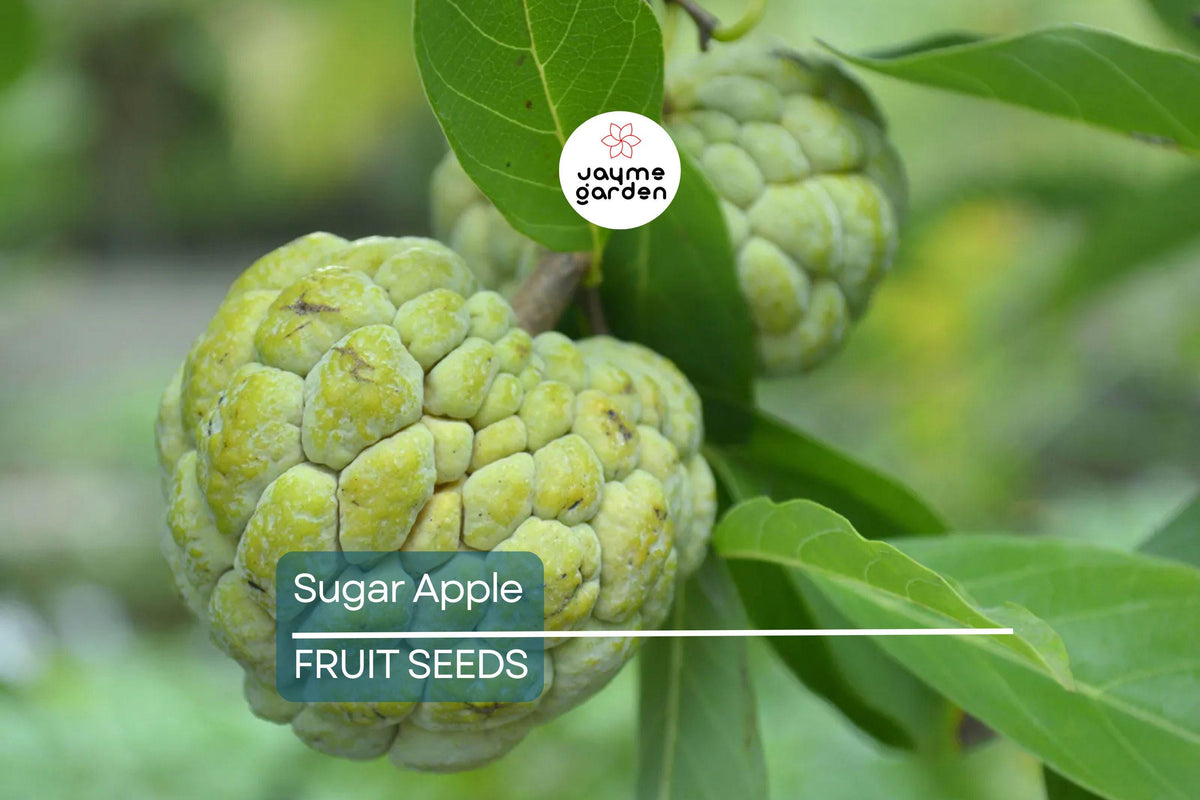 Organic Sugar Apple Seeds - 5 Count Annona squamosa - Tropical Sweetsop Fruit Tree for Zones 9-11 - Exotic Gardening