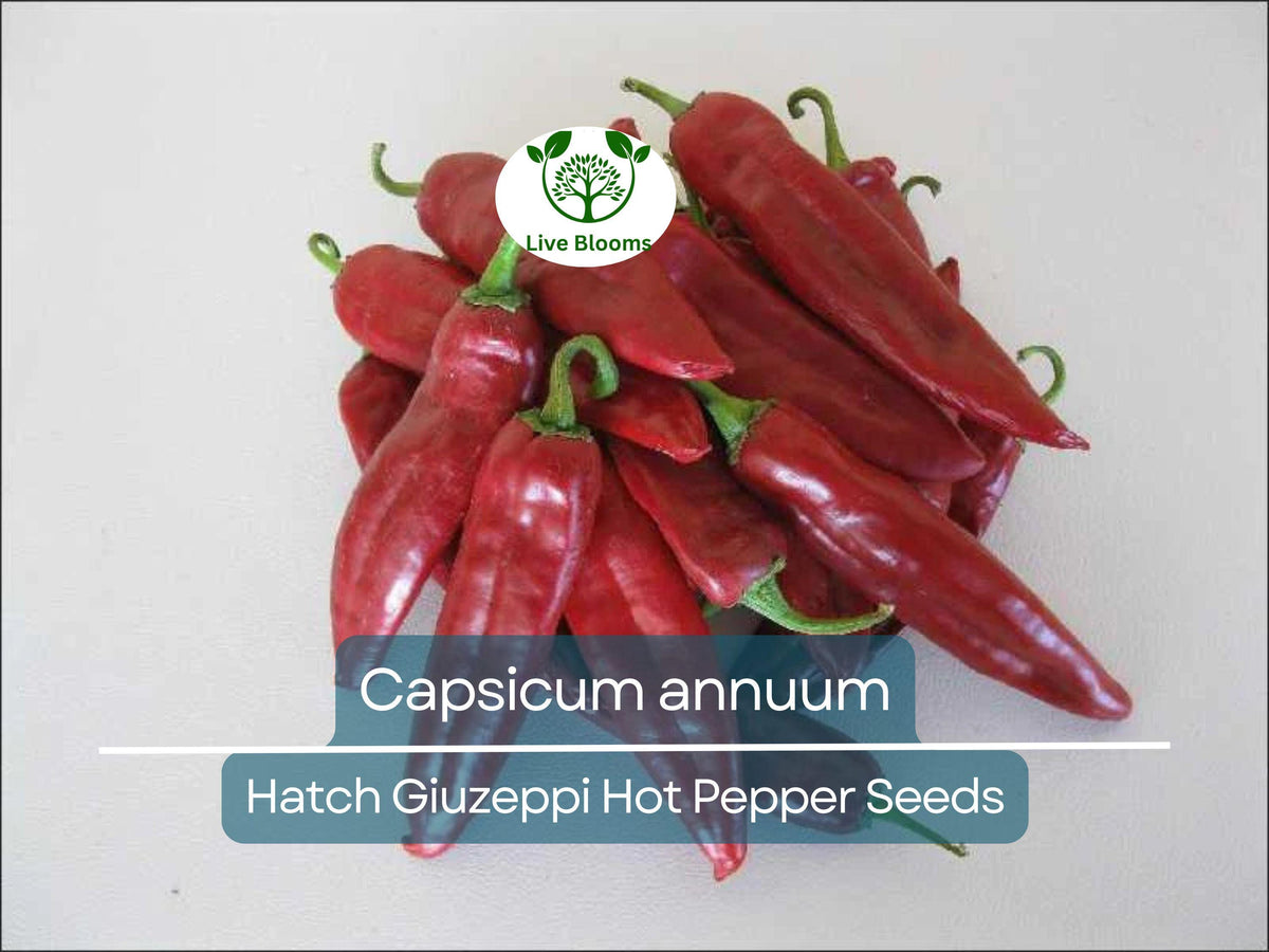 Hatch Giuzeppi Hot Pepper Seeds 250 mg - Capsicum annuum | Heirloom Spicy Seeds for Gardening & Culinary Use