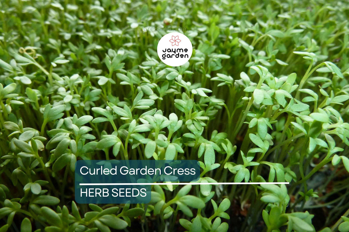 5000 Curled Garden Cress Seeds β Heirloom Non-GMO Fast-Growing Herb Lepidium sativum for Salads & Garnishes