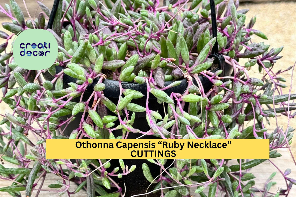 10 Organic Ruby Necklace Cuttings – Othonna Capensis Succulent with Trailing Purple Stems for Pots & Rock Gardens