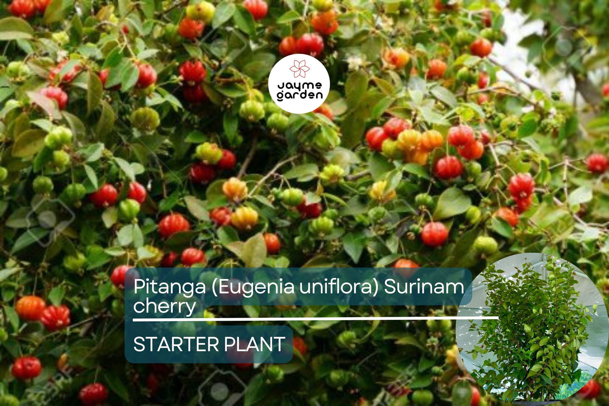 Pitanga Tree 2’-3’ Eugenia Uniflora Tropical Fruit Tree with Tangy Fruits - Surinam Cherry for Gardens and Orchards