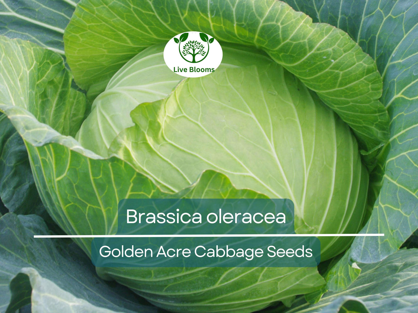 250 Seeds Golden Acre Cabbage - Heirloom Brassica oleracea for Fresh Home Gardens