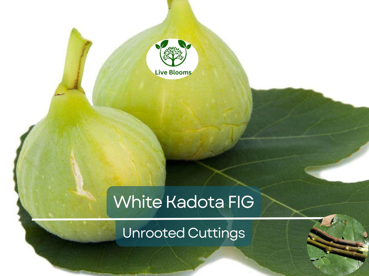 3 White Kadota Fig Cuttings 6" Unrooted – Ficus carica Sweet Fig Tree for Grafting and Propagation