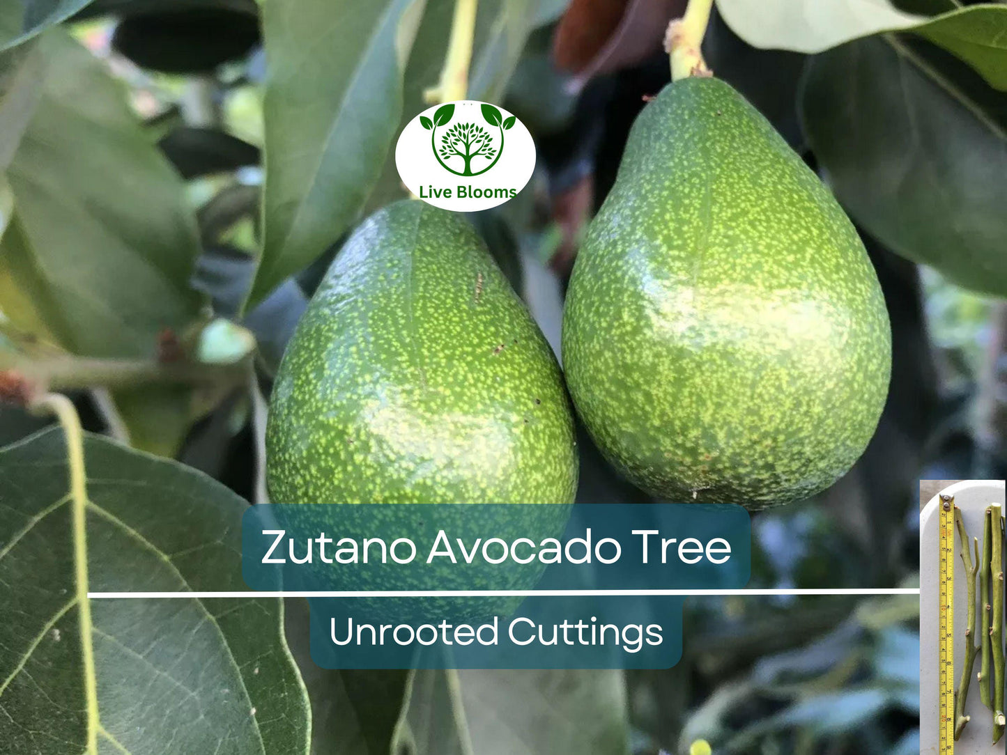 3 Zutano Avocado Tree Unrooted Cuttings – Fast-Growing, Easy to Propagate, USDA Zones 9-11