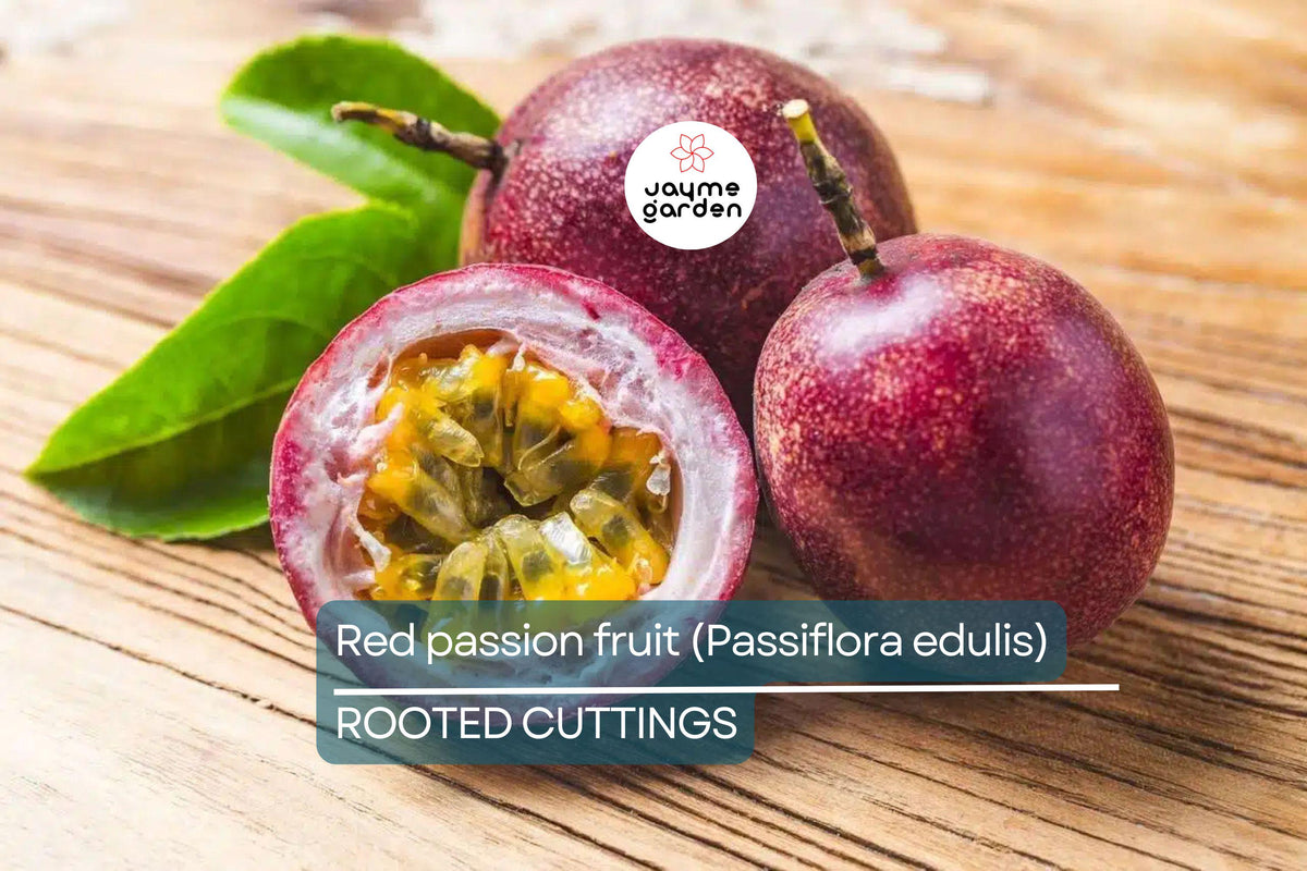 Red Passion Fruit Starter Plant - Passiflora edulis Live Vine 1'-2' - Tropical Fruit for Home Garden, Edible Climbing Plant