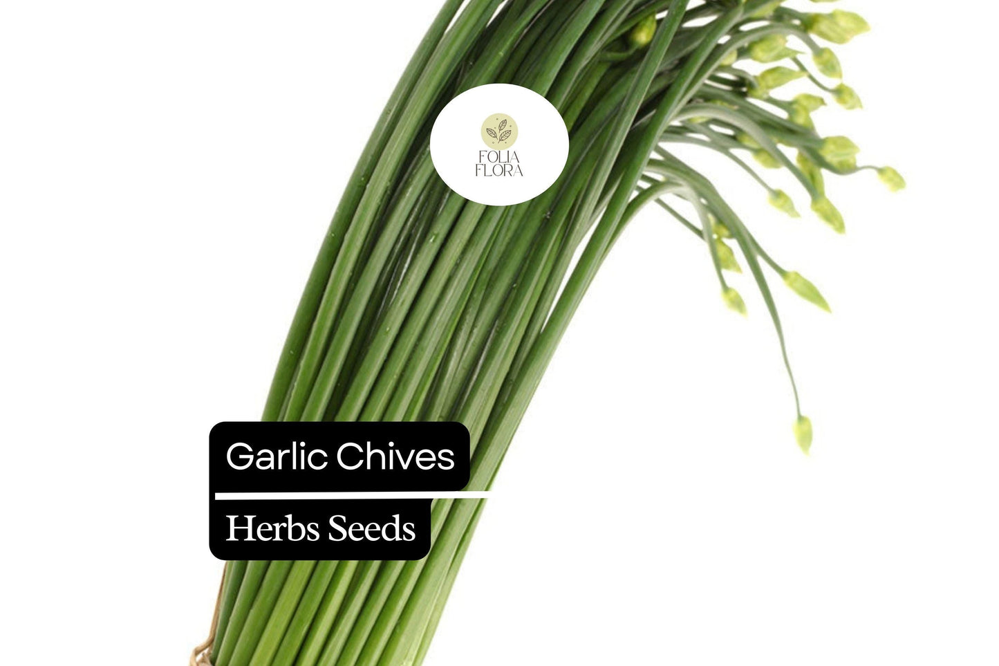 150 Garlic Chive Herb Seeds – Mild Garlic Flavor, Easy to Grow, Non-GMO Allium tuberosum