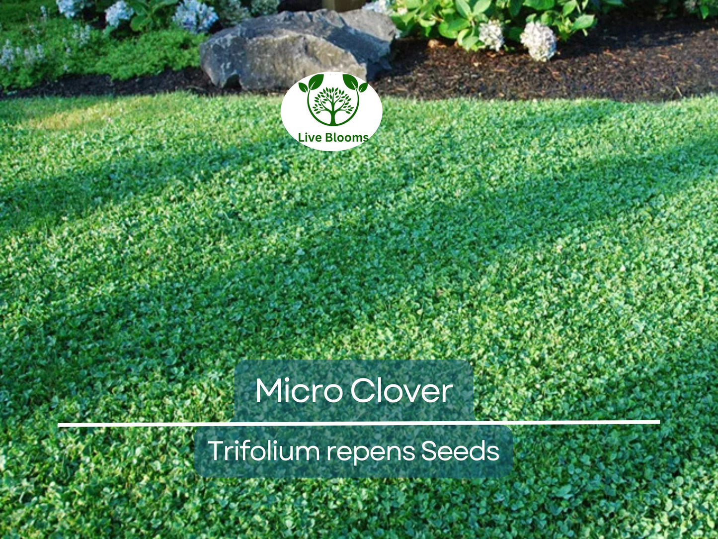 5000 Non-GMO Micro Clover Seeds - Low Maintenance, Eco-Friendly Lawn Alternative & Ground Cover
