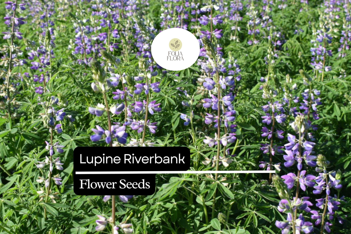 Lupine Riverbank Seeds 500mg | Blue-Purple Perennial Wildflower | Lupinus rivularis | Pollinator-Friendly Garden Plant