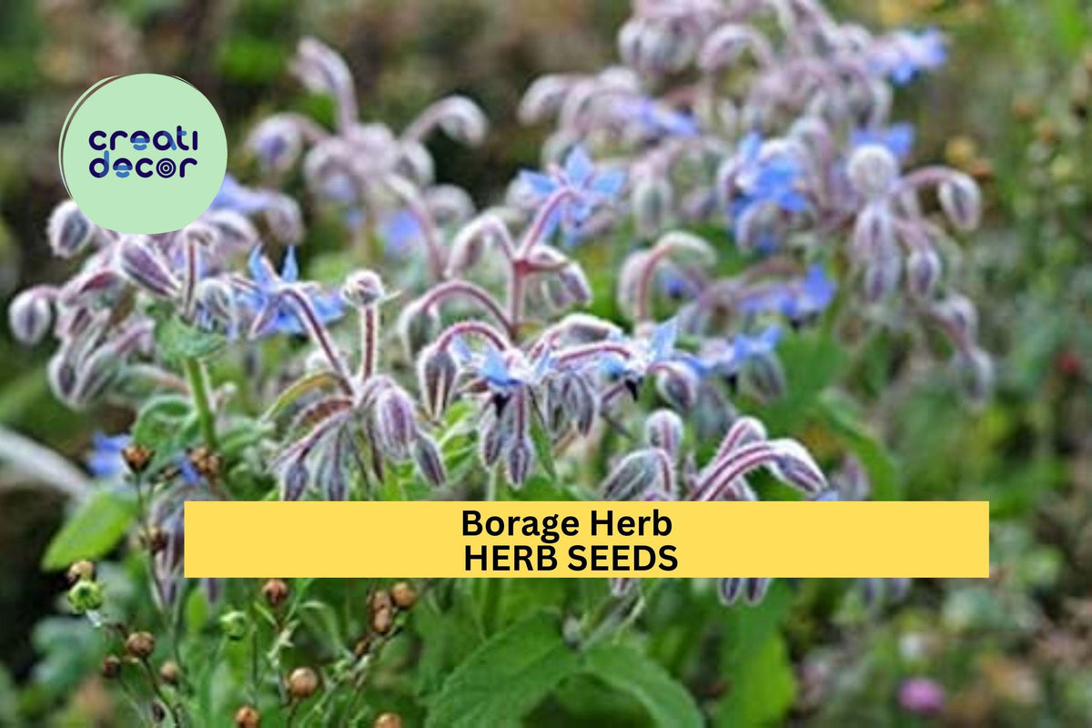 Borage Herb Seeds 3pcs 1g Edible Blue Flowers & Leaves Borago officinalis - Fast Growing Pollinator Garden Seeds