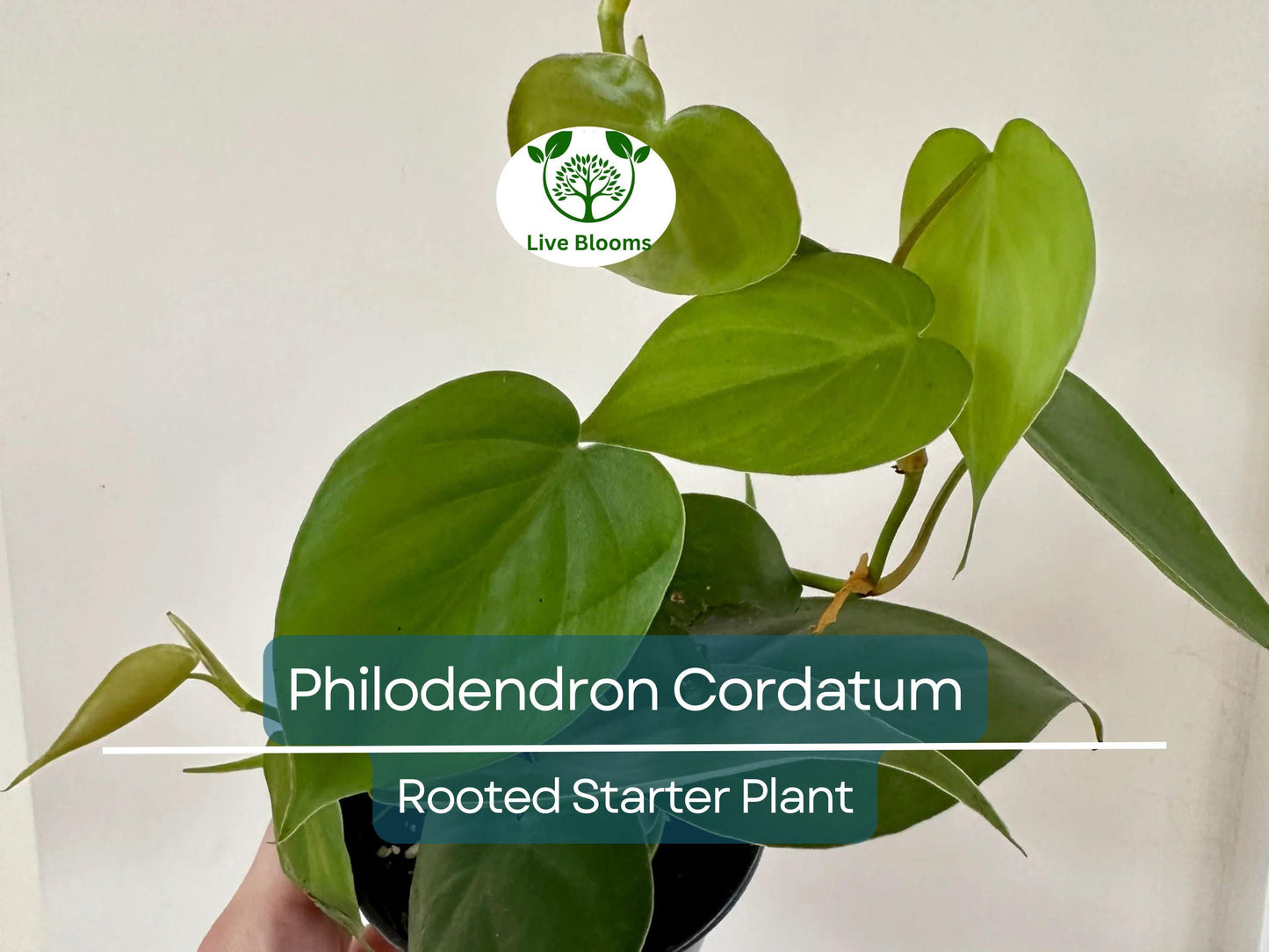 2" Rooted Multi-Cutting Philodendron Cordatum Starter Plants – Easy Indoor/Outdoor Heartleaf Vine