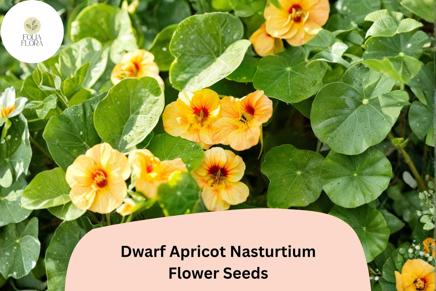 50+ Dwarf Apricot Nasturtium Seeds | Tropaeolum majus | Soft Apricot-Peach Blooms for Borders & Containers