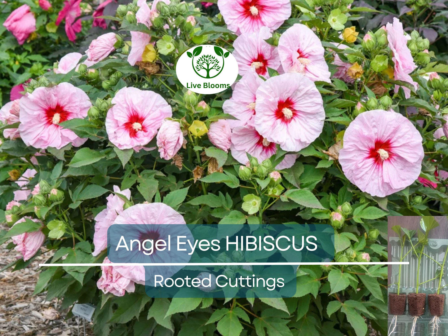 Live Hibiscus Angel Eyes Cutting – Hardy Hibiscus rosa-sinensis for Propagation & Vibrant Garden Blooms