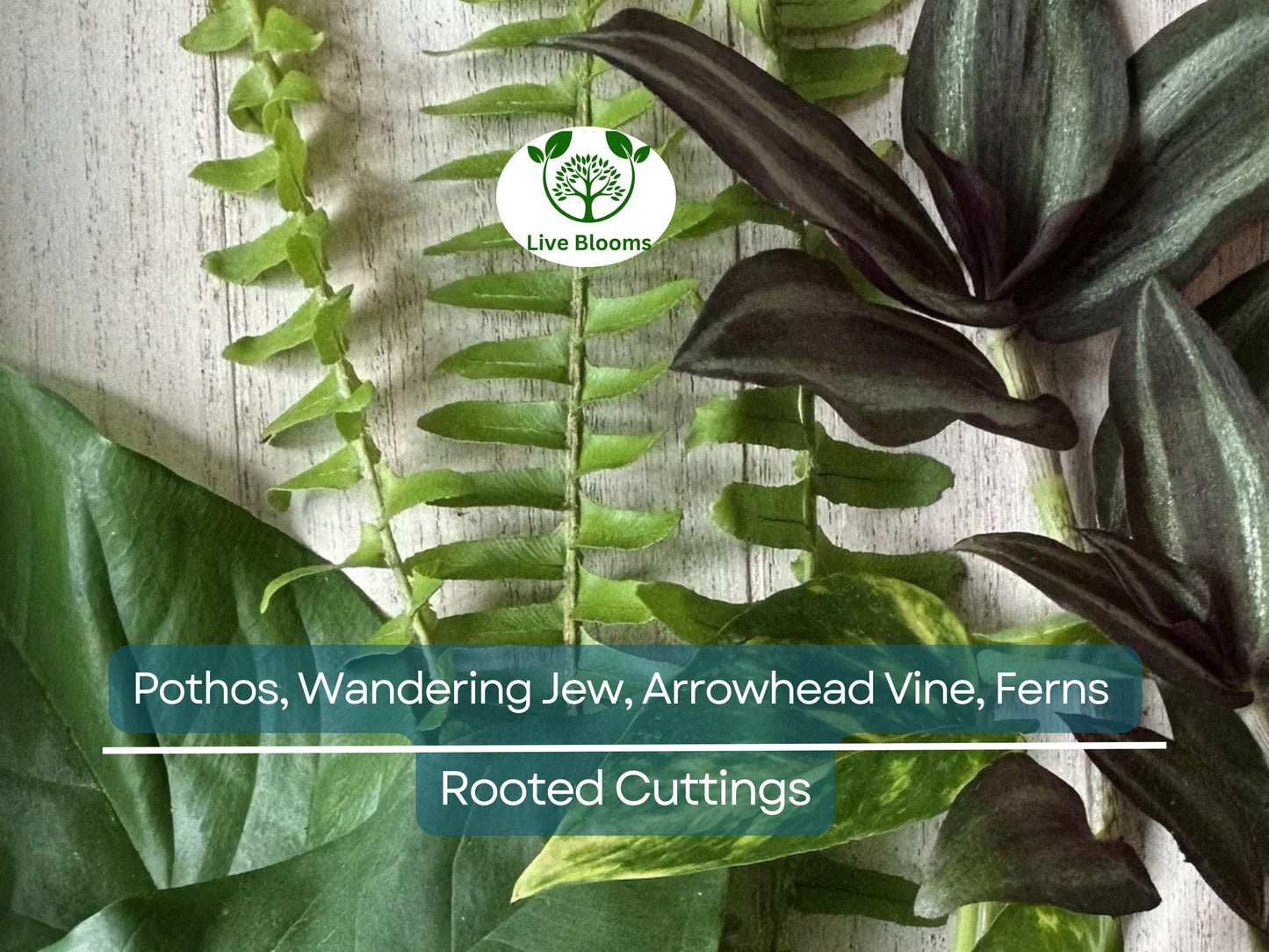 12 Rooted Indoor Plant Cuttings - Pothos, Wandering Jew, Arrowhead Vine, Ferns for Easy Propagation