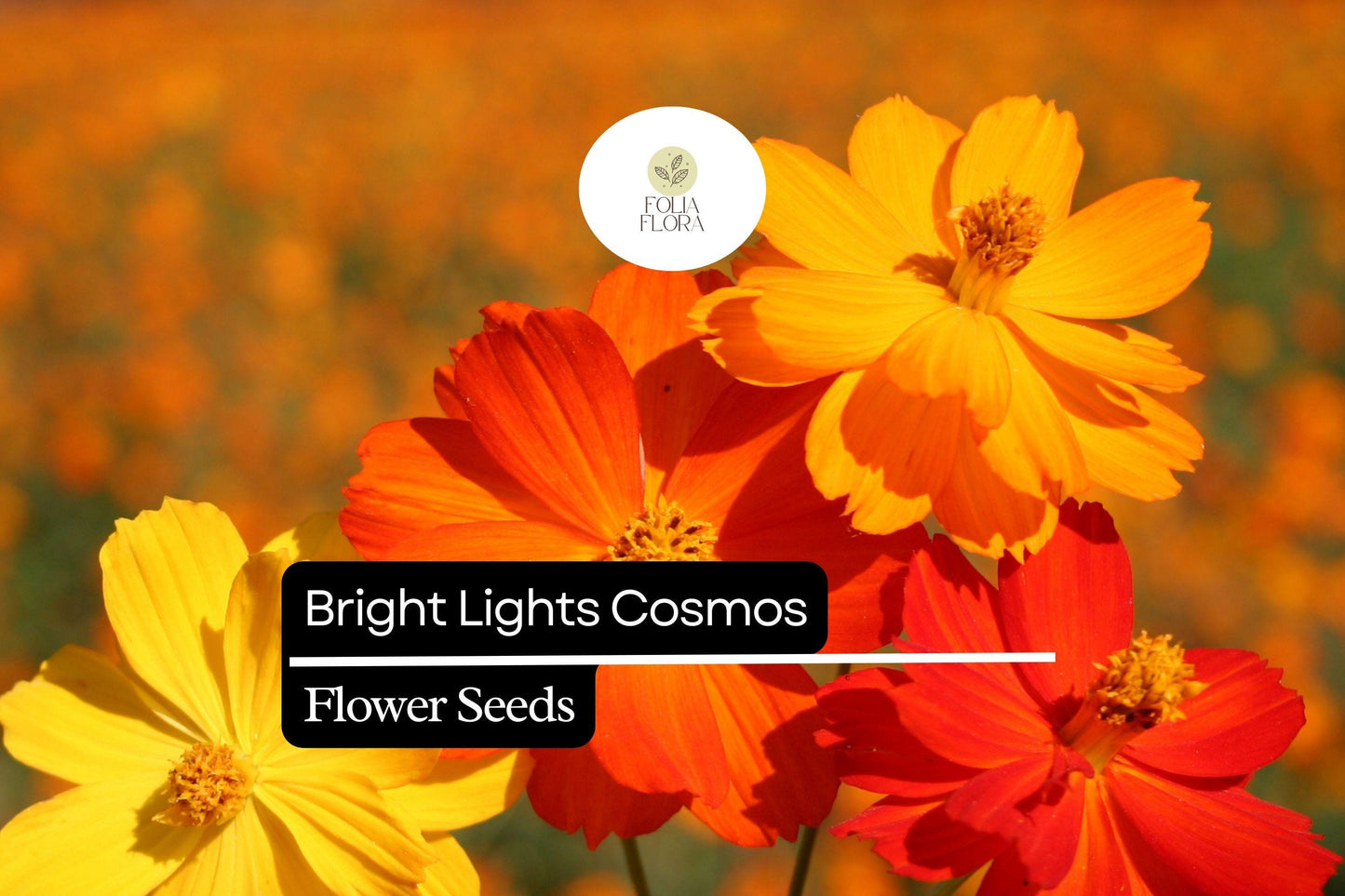 Bright Lights Cosmos (Cosmos sulphureus) – Vibrant Orange & Yellow Pollinator-Friendly Annual Flowers