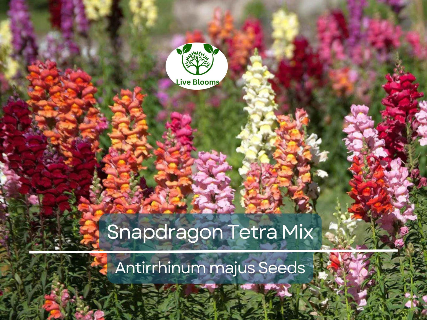 500 Seeds Snapdragon Tetra Mix - Semi-Dwarf, Multi-Colored Blooms, Non-GMO, Butterfly Attracting Flowers