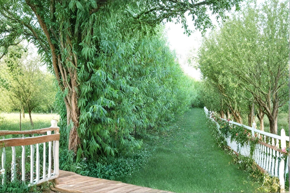 Austree Hybrid Willow Cuttings 5 Unrooted Fast-Growing Privacy Tree Salix spp. Great for Windbreaks and Screens