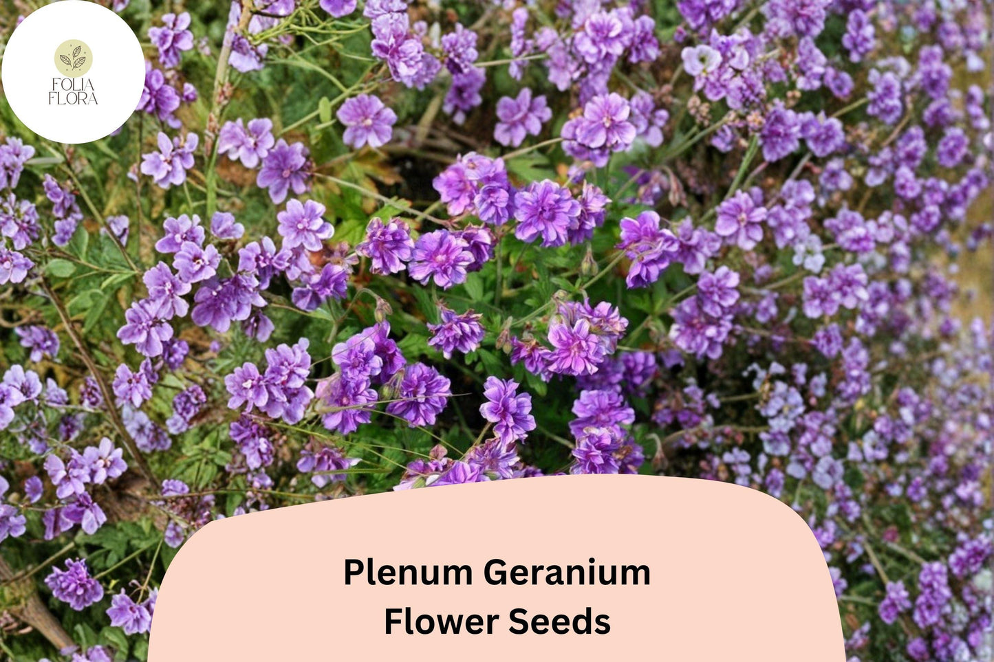 25+ Plenum Geranium Seeds | Hardy Perennial with Double Purple Blooms for Borders & Cottage Gardens
