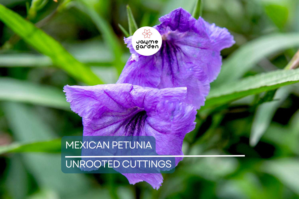 Mexican Petunia Cuttings - 10 Fresh Purple Ruellia Simplex - Hardy Perennial for Butterfly & Hummingbird Gardens, Easy Care
