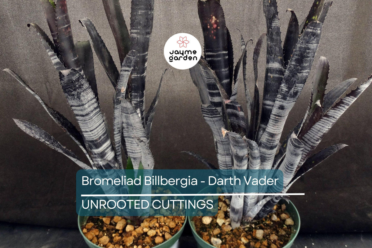 Bromeliad Cutting 12” Billbergia ‘Darth Vader’ | Exotic Multicolor Foliage | Air-Purifying | Pet Safe | Hummingbird Friendly