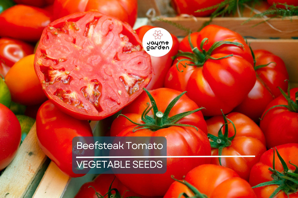 Beefsteak Tomato Seeds - 50 Heirloom Non-GMO Slicing Seeds, Large Juicy Fruit, Solanum lycopersicum, Full Sun, Zones 3-11