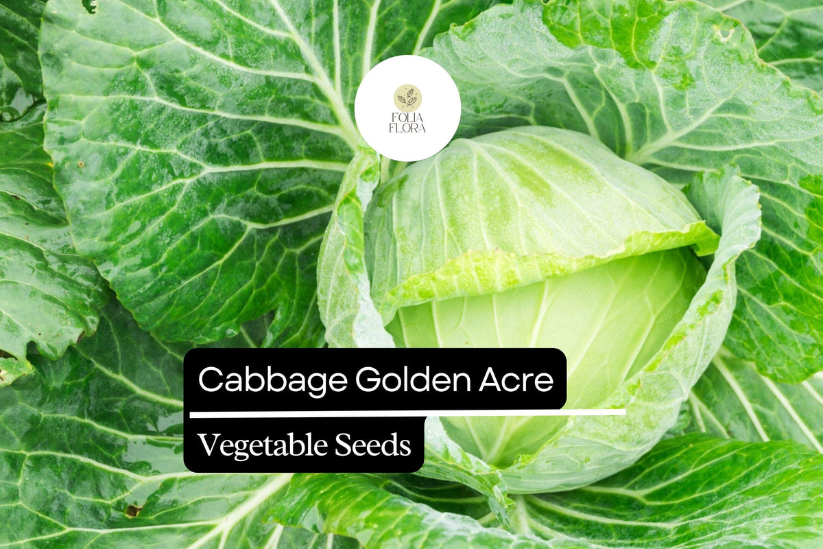 500+ Golden Acre Cabbage Seeds | Early Heirloom Brassica oleracea for Small Gardens