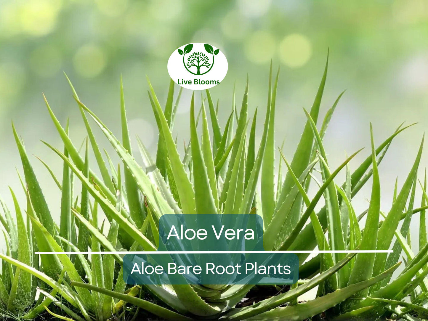 2 Organic Aloe Vera Plants Bare Rooted Succulent Easy Care Heirloom Healthy Roots