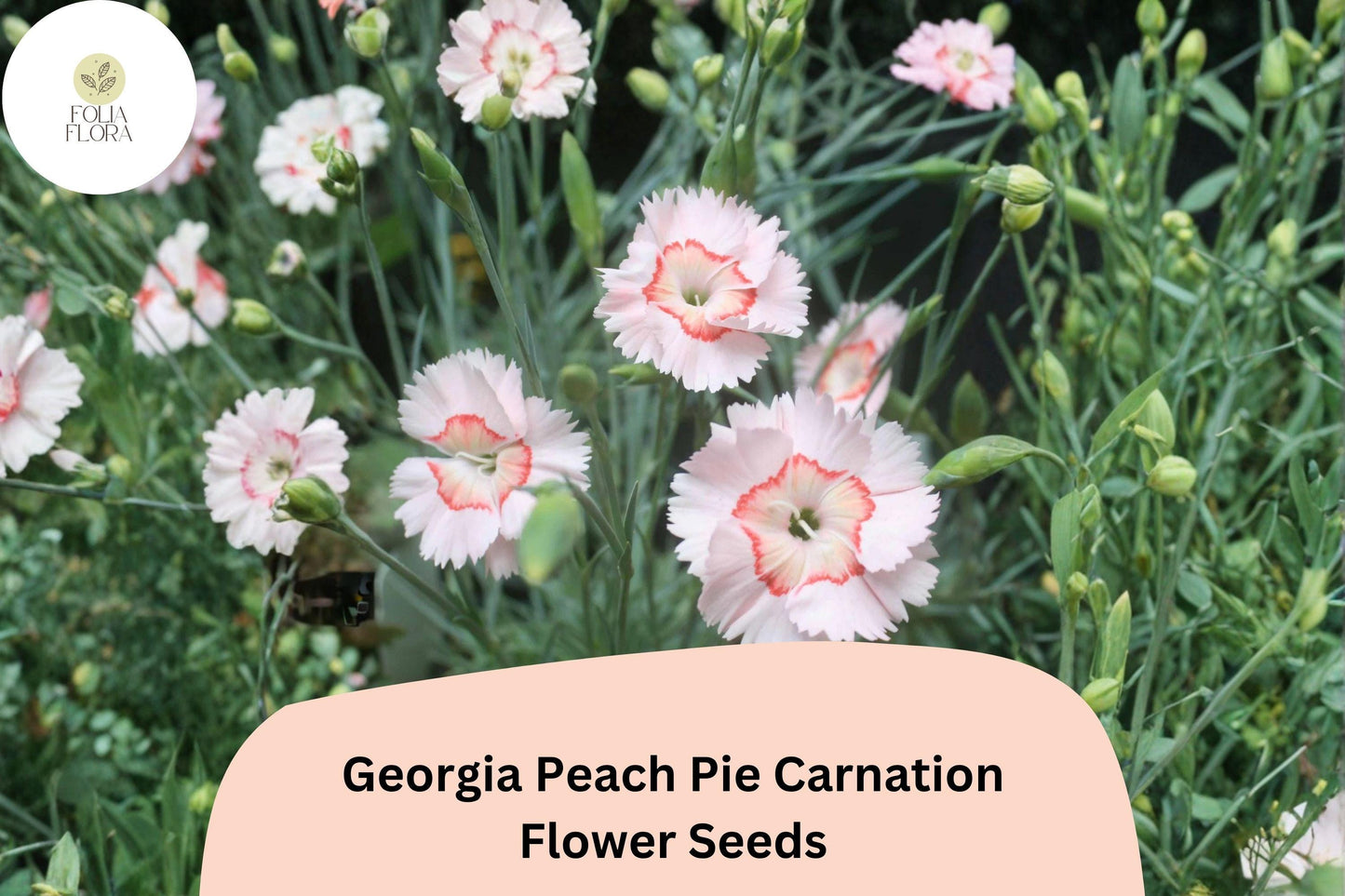 200+ Georgia Peach Pie Carnation Seeds - Hardy Peach-Pink Fragrant Perennial Flowers