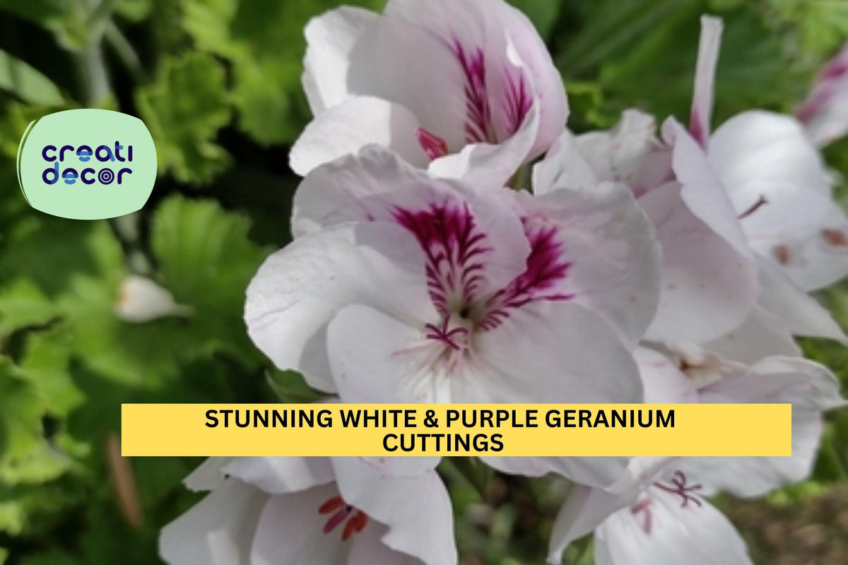 White & Purple Regal Geranium Cuttings | 3 Fancy Pelargonium Unrooted Starts for Containers & Borders