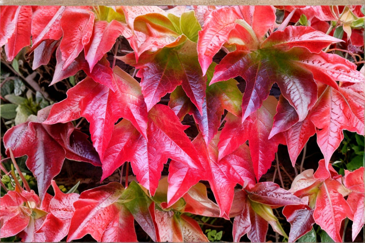 Virginia Creeper Seeds | 10 Seeds | Fast Growing Climbing Vine | Parthenocissus quinquefolia | Native Ornamental Plant