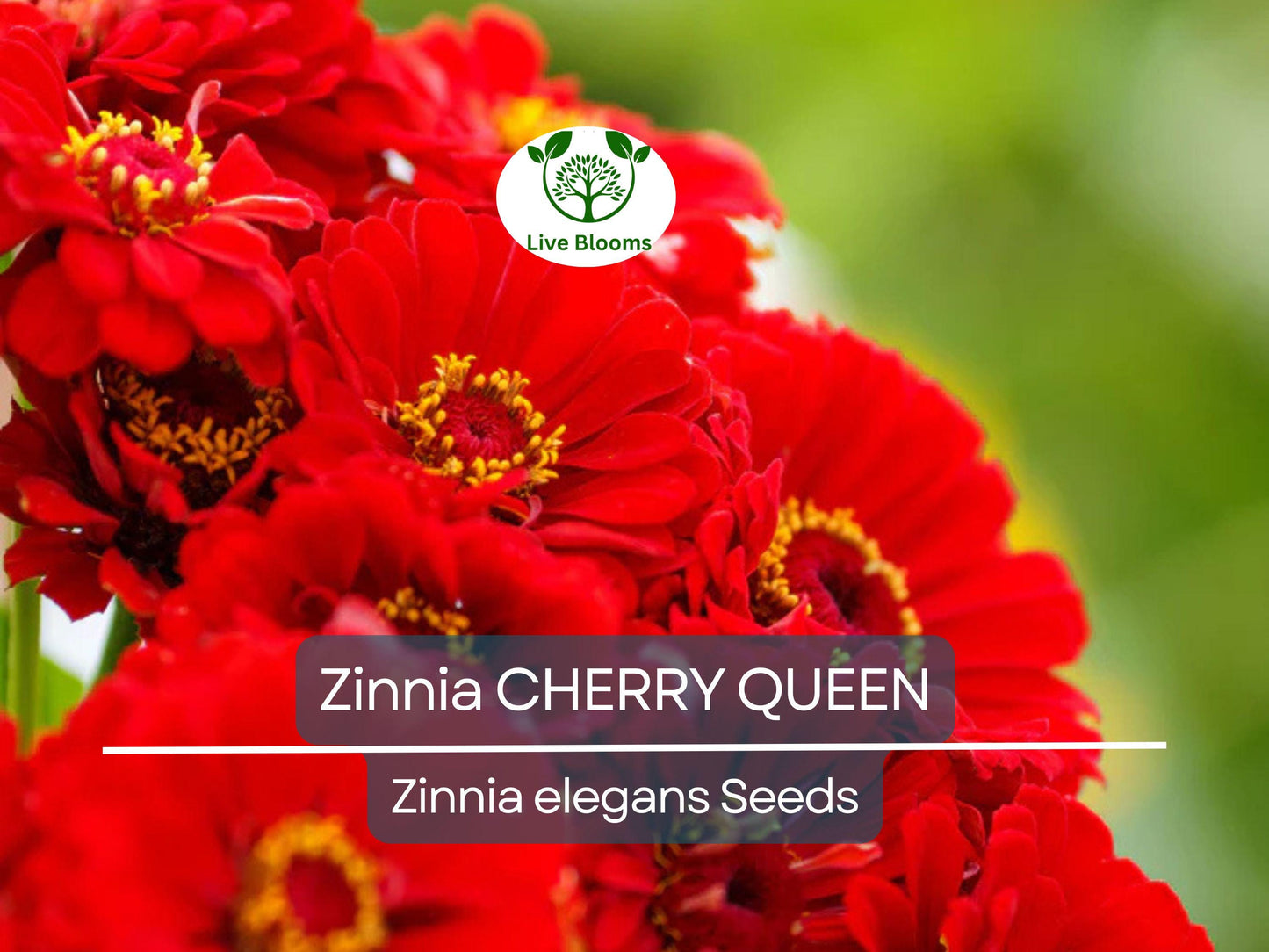 100 Zinnia CHERRY QUEEN Seeds - Vibrant Red Scarlet Blooms, Non-GMO, Attracts Hummingbirds