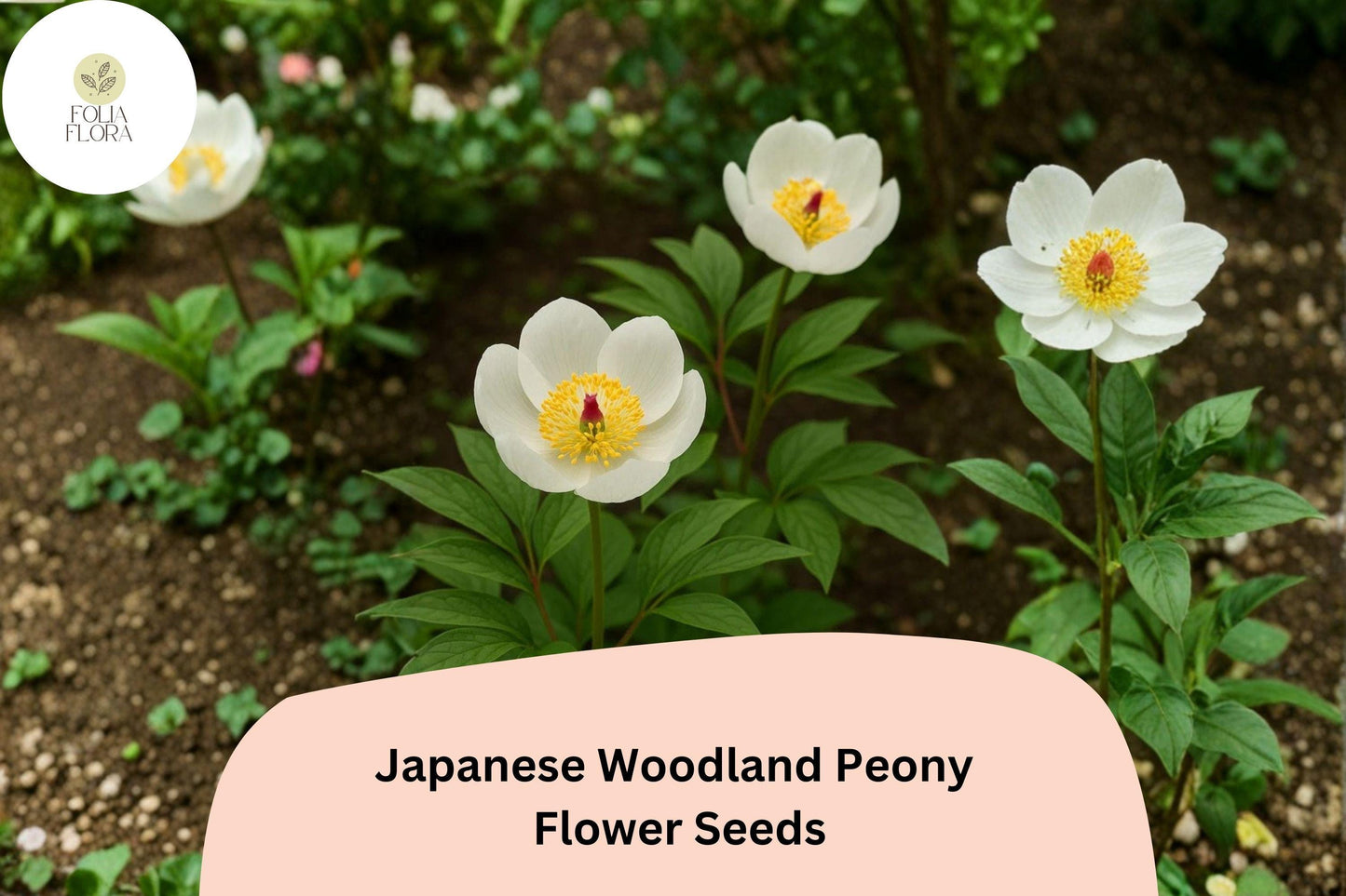 Japanese Woodland Peony Seeds 5 | Paeonia japonica Shade-Loving White Spring Flowers