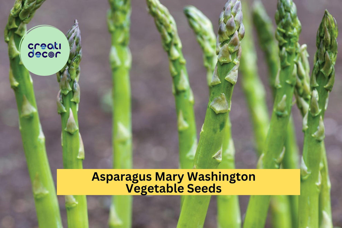 Asparagus Seeds 3pcs x 1g Heirloom Mary Washington - Perennial Vegetable Crop (Asparagus officinalis) for Garden Beds