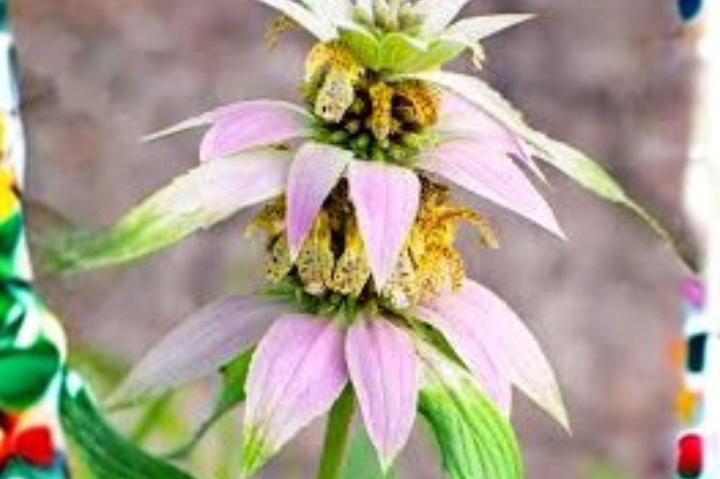 100 Seeds Monarda punctata Spotted Bee Balm Perennial Pollinator Magnet for Dry Sandy Gardens