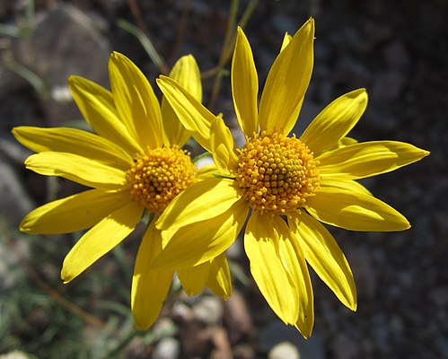 Heliomeris multiflora Seeds – 100 Non-GMO Showy Goldeneye Perennial Wildflower Seeds for Pollinator Gardens
