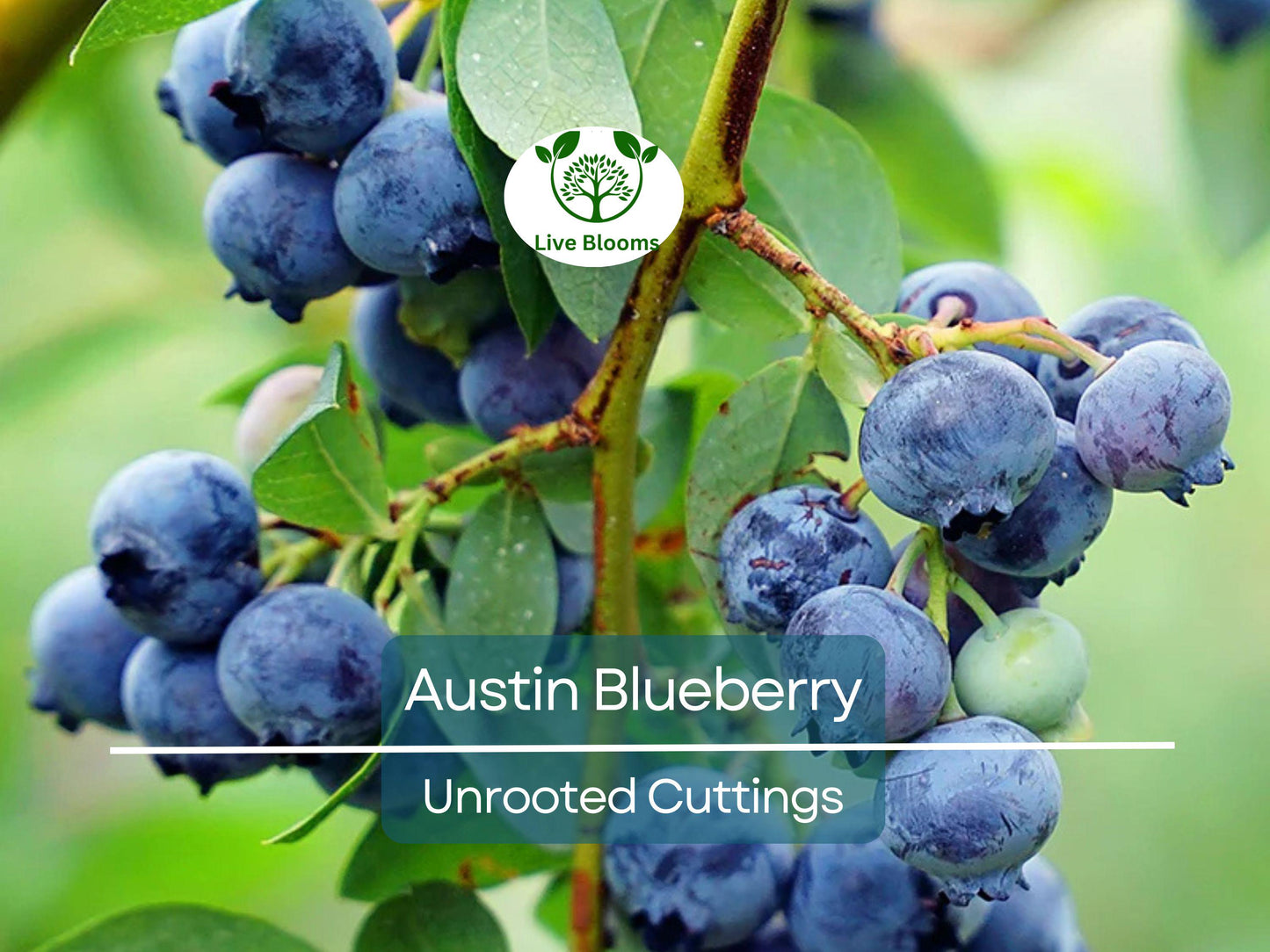 5 Austin Blueberry Live Cuttings 5-8" Unrooted Scion Fruit Tree for Home Garden, Zones 6-9