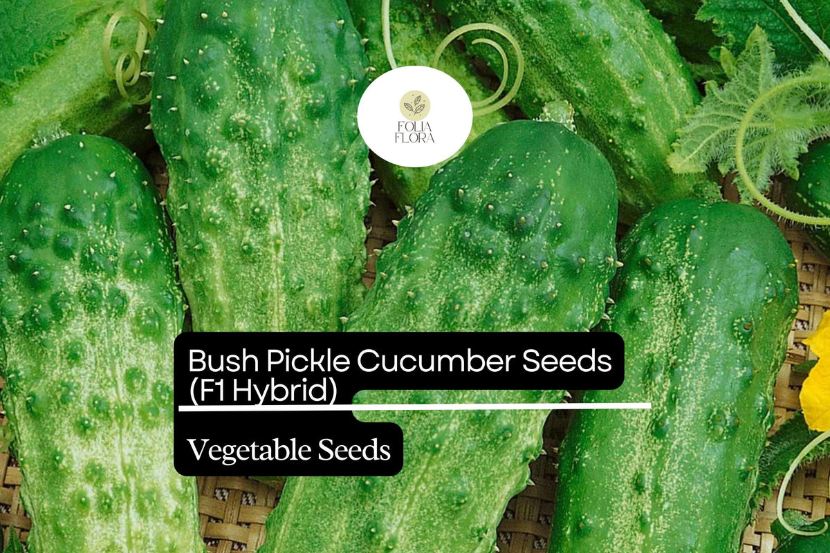 Bush Pickle Cucumber Seeds - 15 Pack, Compact F1 Hybrid, High-Yielding, Disease-Resistant, Cucumis sativus for Gardens & Containers
