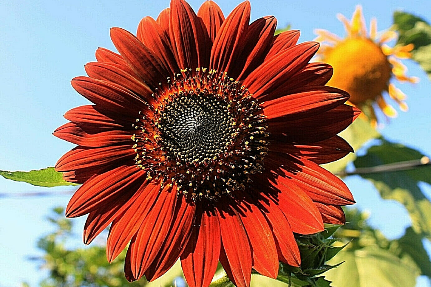 Velvet Queen Sunflower Seeds - Heirloom, Non-GMO, Big Blooms, Tall Sunflowers, Helianthus annuus