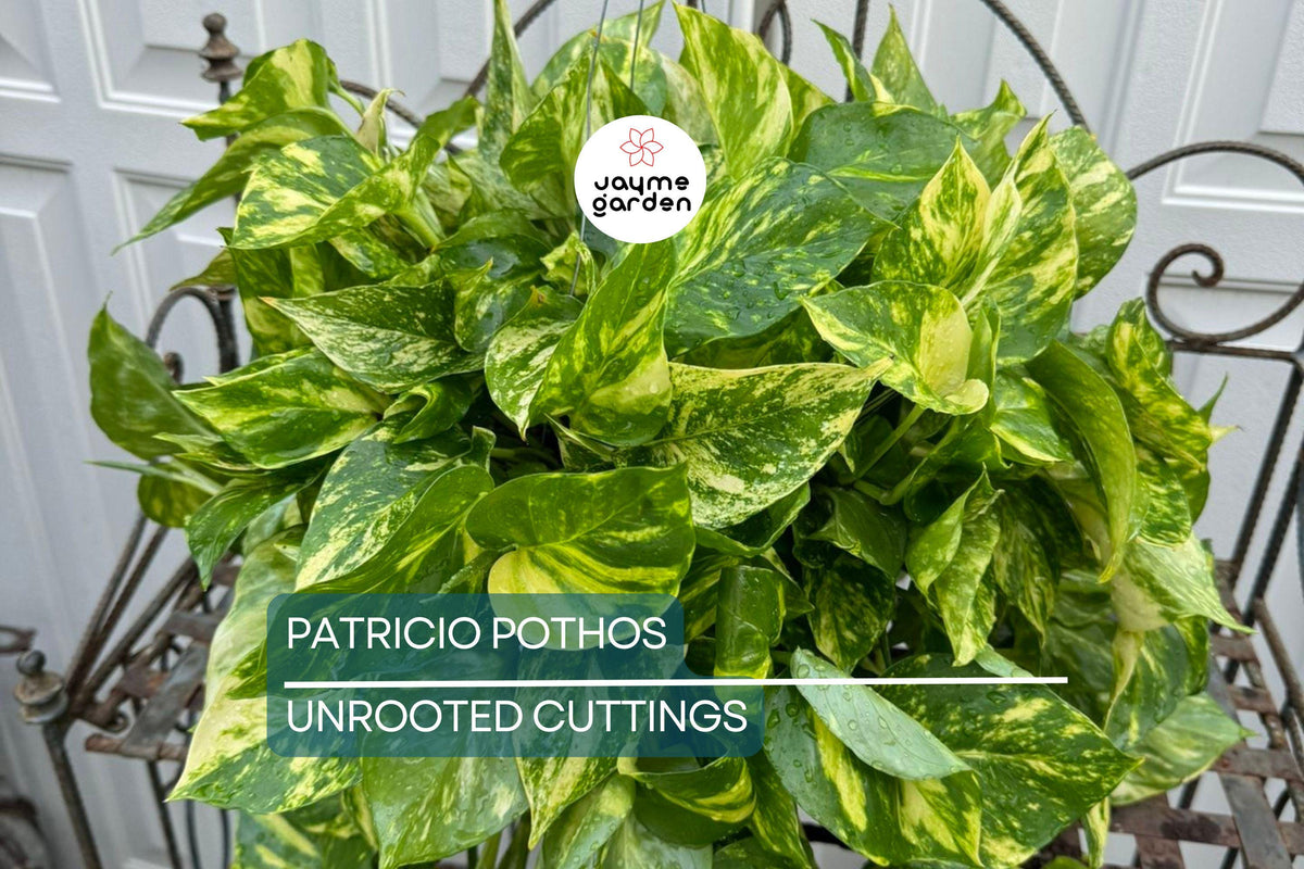 Rare Patricio Pothos Cutting - Unrooted with 2+ Nodes - Highly Variegated Hybrid Golden - Epipremnum aureum 'Patricio'