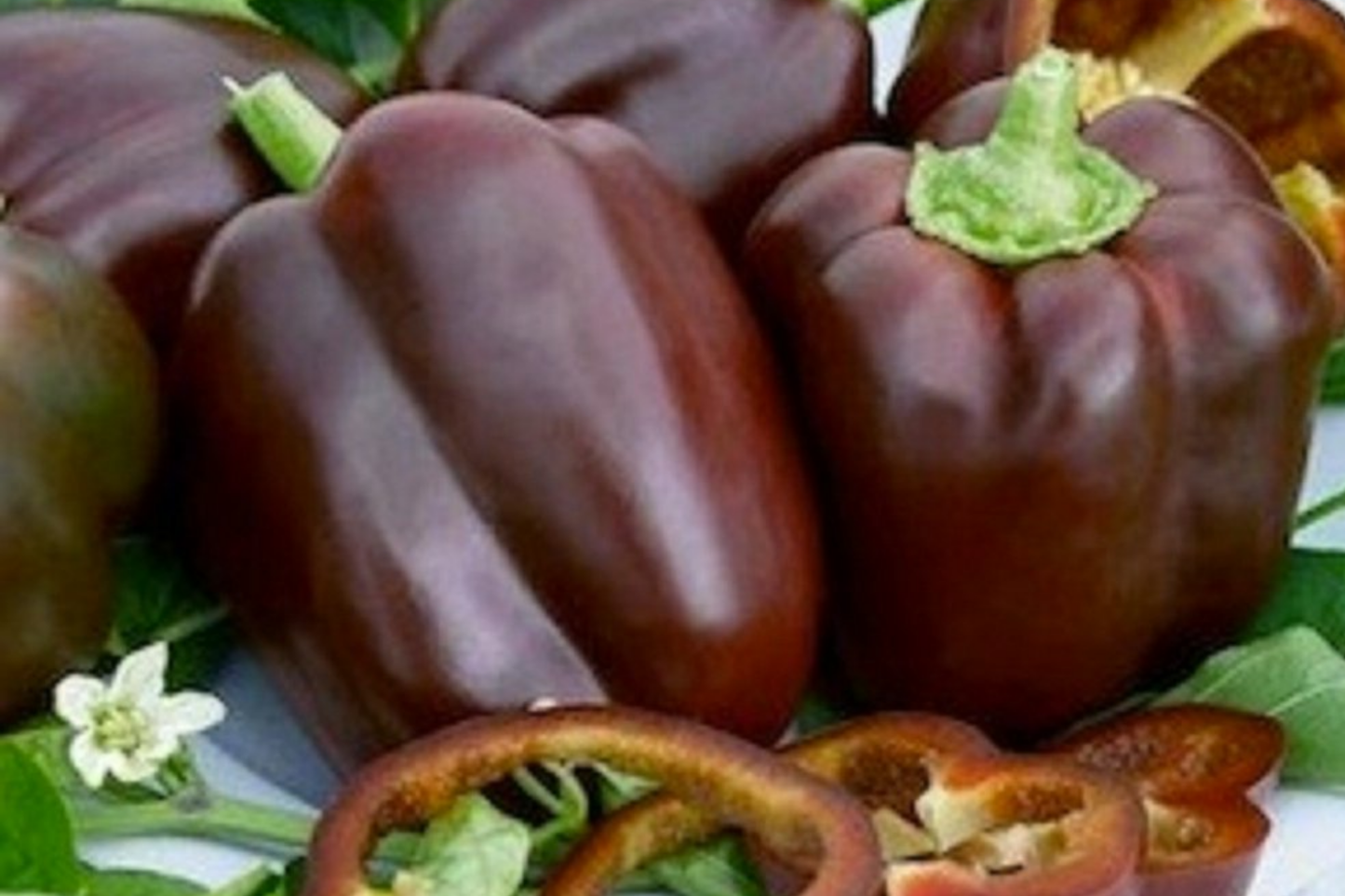 Chocolate Beauty Bell Pepper Seeds - Heirloom Non-GMO Vegetable Seeds for Container & Garden Growing