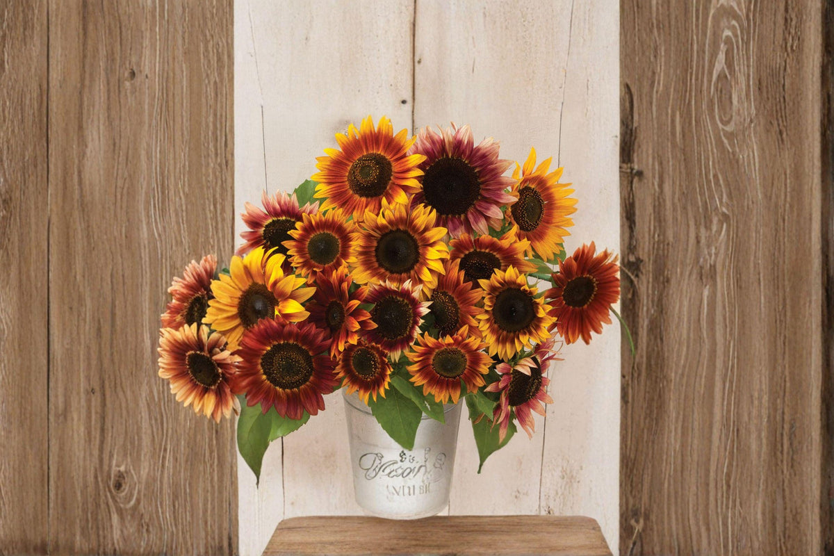 Autumn Beauty Sunflower Seeds | 15 Heirloom Seeds | Multicolor Fall Tones | Helianthus annuus | Pollinator Favorite