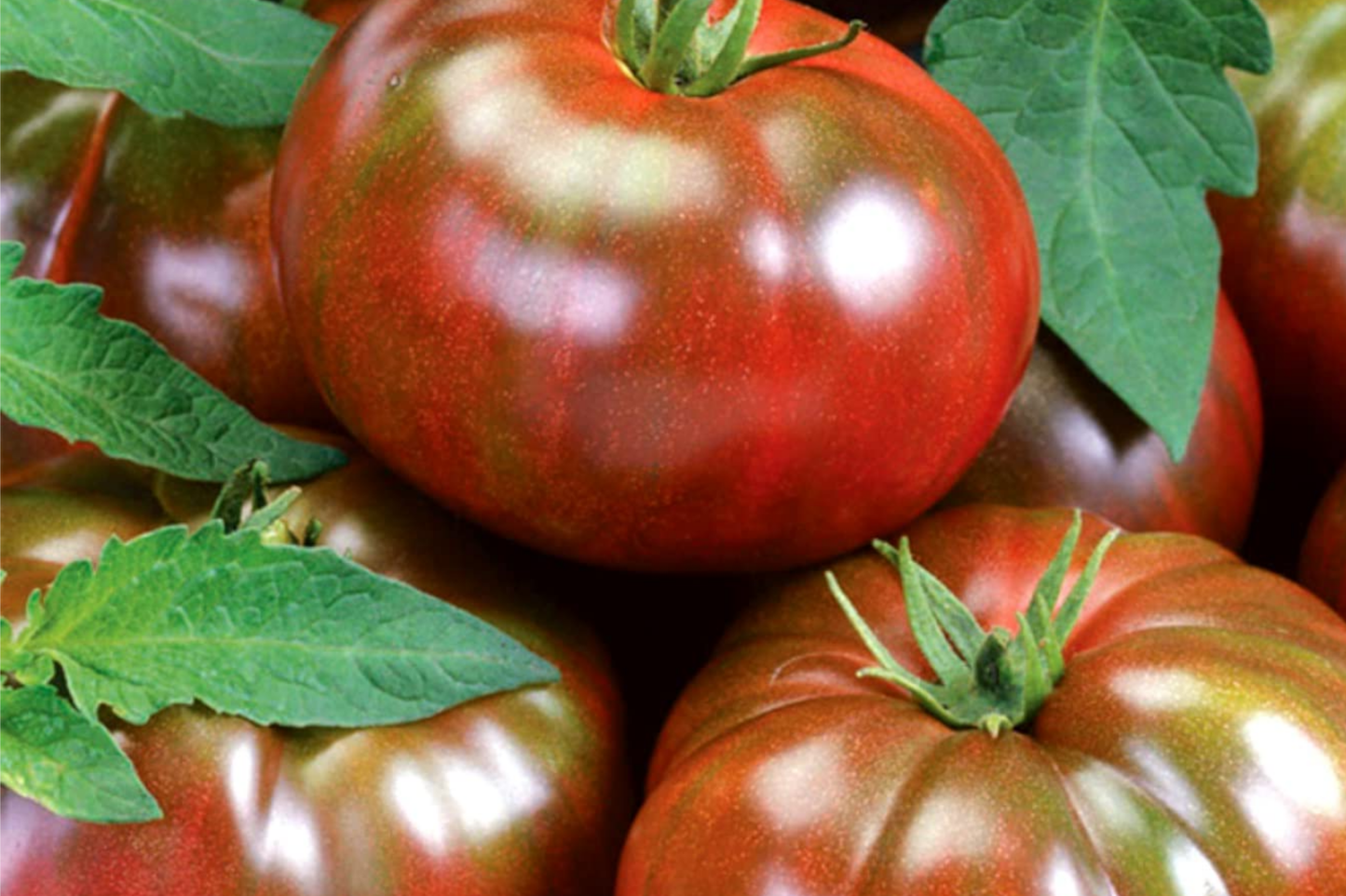 Black Krim Tomato Seeds - Non-GMO Heirloom, Indeterminate, Slicing Tomato, Lycopersicon esculentum