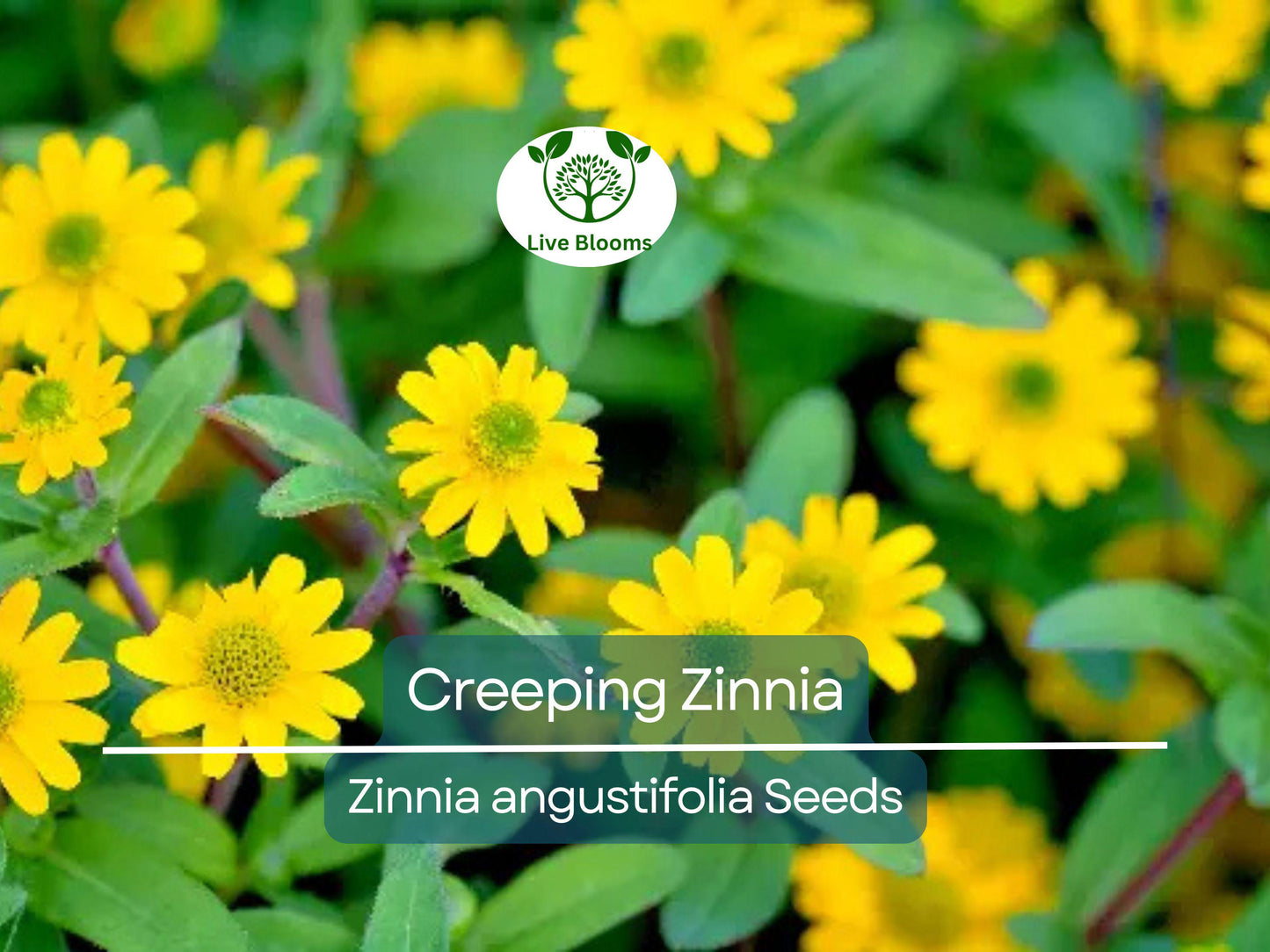 500 Creeping Zinnia Seeds - Vibrant Ground Cover for Rock Gardens & Low Maintenance Landscaping