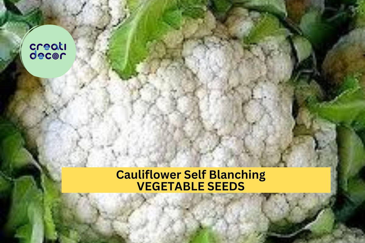 3pcs Cauliflower Self Blanching Seeds 1g - Brassica oleracea var. botrytis - Compact White Curds for Easy Home Gardening