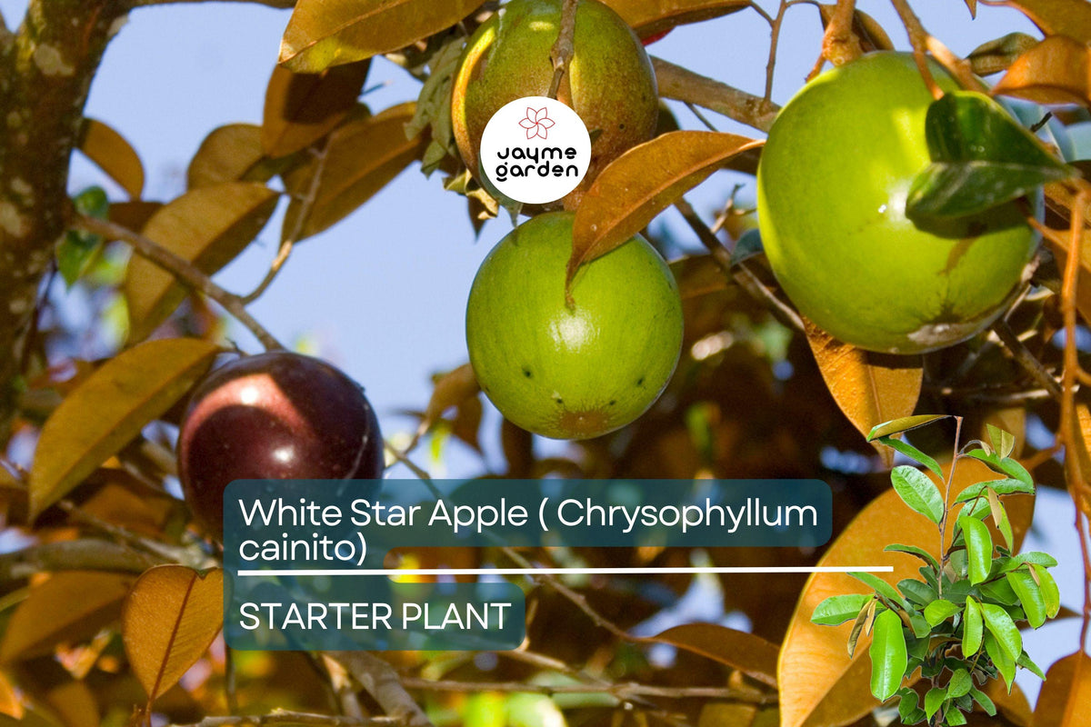 Live White Star Apple Tree 12"-24" | Sweet Caimito Tropical Fruit Plant | Chrysophyllum cainito | Container Friendly
