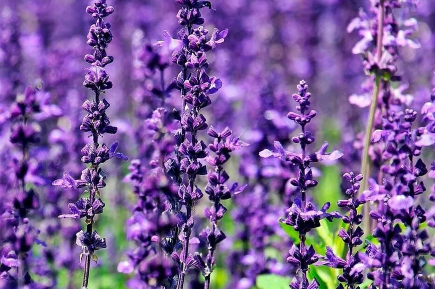 700 True Lavender Seeds Non-GMO Lavandula angustifolia Fragrant Garden Herb Seeds