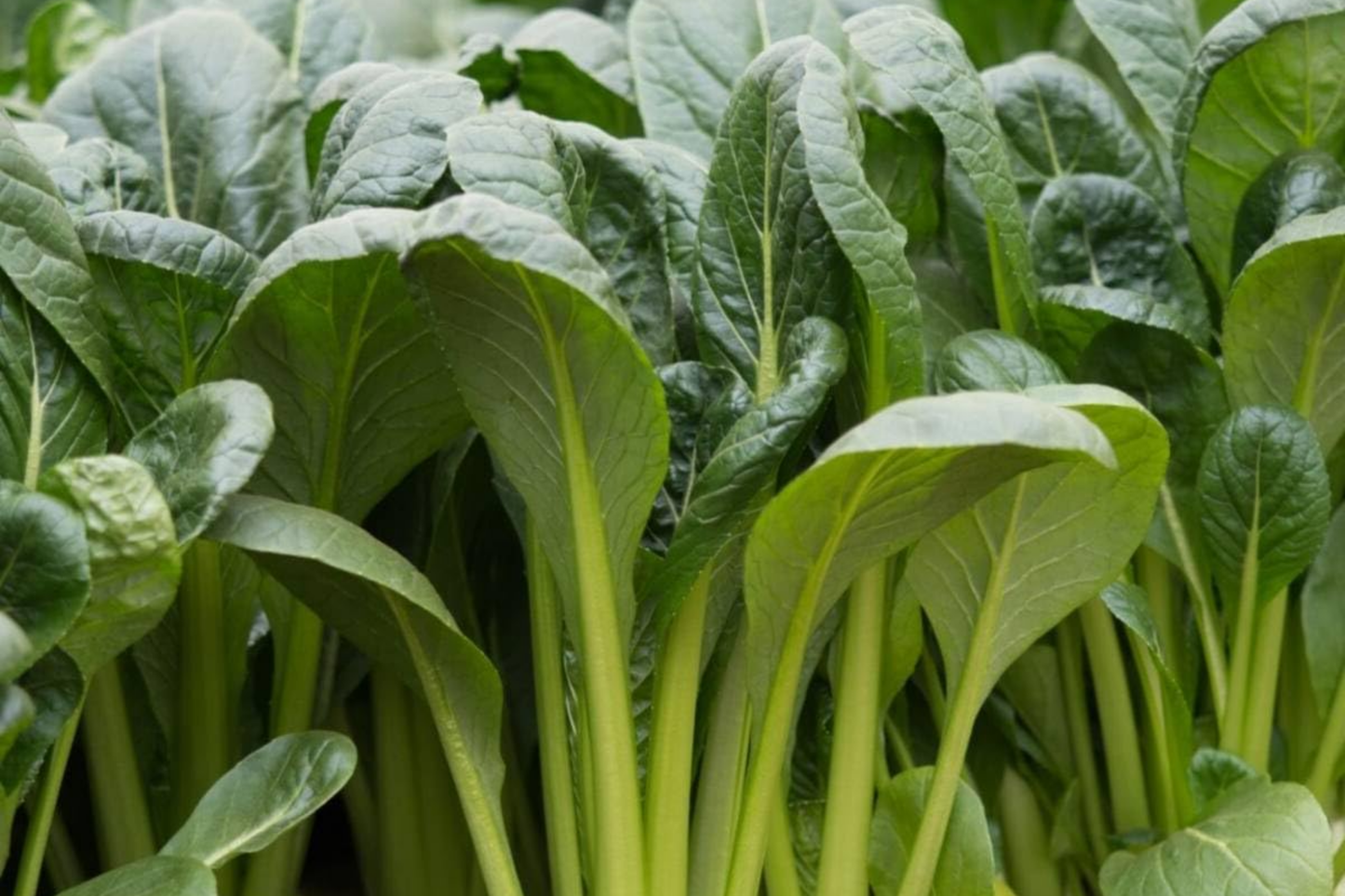 4000 Komatsuna Seeds - Japanese Mustard Spinach, Non-GMO, Leafy Green Vegetable, Brassica rapa var. perviridis