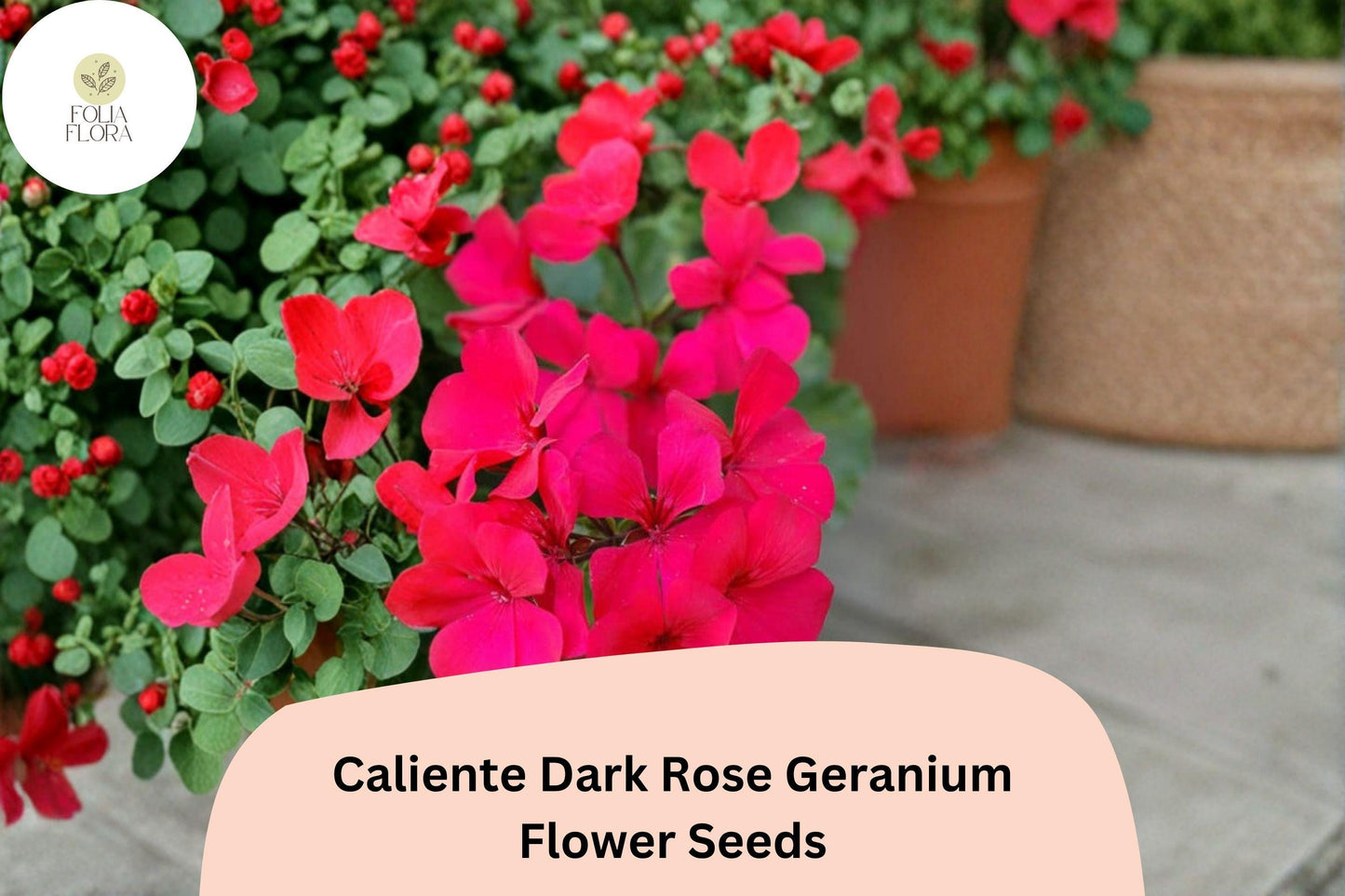 25+ Caliente Dark Rose Geranium Seeds | Bright Rose Ivy Zonal Hybrid for Gardens & Hanging Baskets